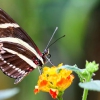 La soberbia de María