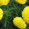 Batalla de flores ‘Clavellón’ de Valencia