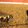 Santa Eulalia del Campo – Tarde de rejones