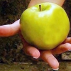Fruta para disfrutar – cosa fina