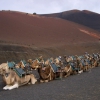 Camellos en paro – El Ventanuco