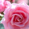 ¿Qué hacer con una rosa, rosa? – El ventanuco