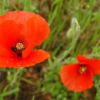 Época de amapolas – El rincón de Mamen