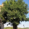 Castellnovo Cultura