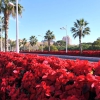 El puente de las flores de “Rojo Navidad” – Valencia