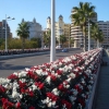 Valencia puente de flores