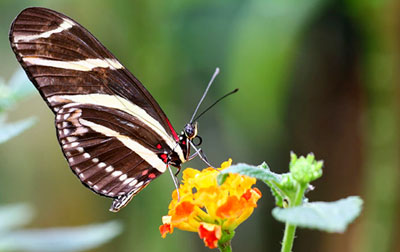 Mariposa presumida