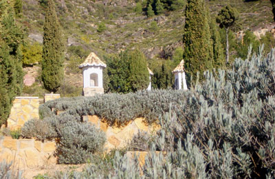 Plantas aromaticas en el monte Calvario de Castellnovo