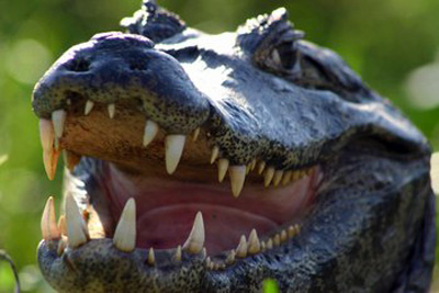 ¿Cuántos dientes tiene un cocodrilo? ¿Cuántos dientes tiene un cocodrilo?