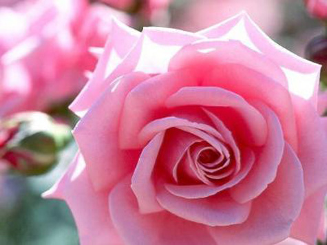 Resultado de imagen de La belleza de una rosa