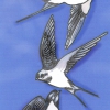 Las aves migratorias – El Ventanuco