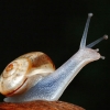 Bizarro caracol
