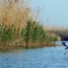 Marichu en la Albufera de Valencia