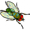 La Mosca común y la ‘Cojonera’ …