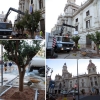 El Ayuntamiento de Valencia plantó naranjos en su fachada