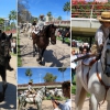 Caballos en la “Feria de Abril” de Valencia – El Ventanuco