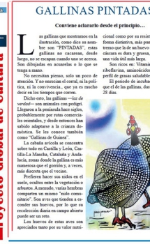 Gallinas pintadas – A TODA COSTA – Periódico