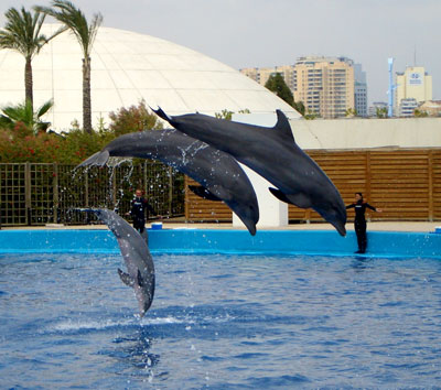 Delfines actuando