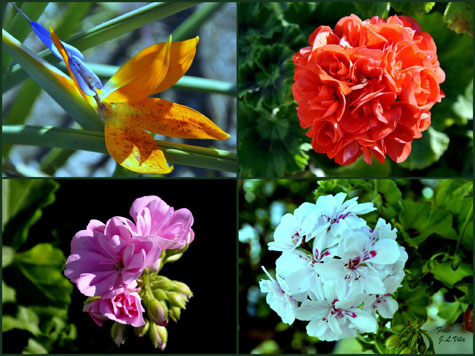 Flores diversas