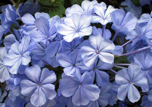 flores-azules-eliana